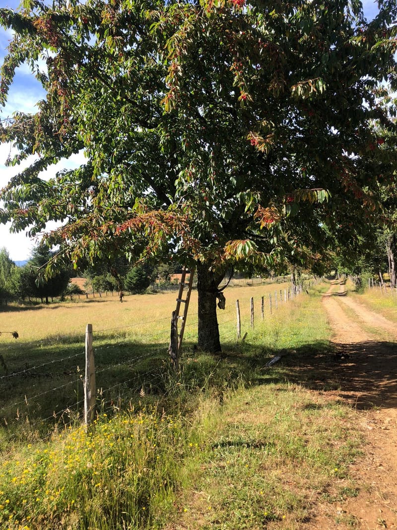 CAMPO $160.000.000.- VILLARRICA