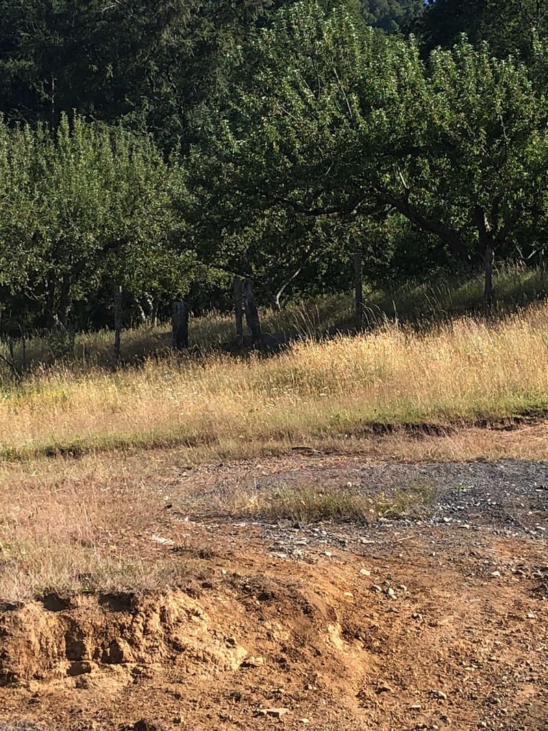 CAMPO $160.000.000.- VILLARRICA