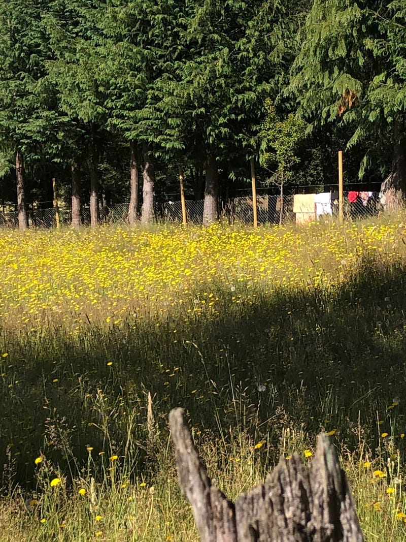 CAMPO $160.000.000.- VILLARRICA