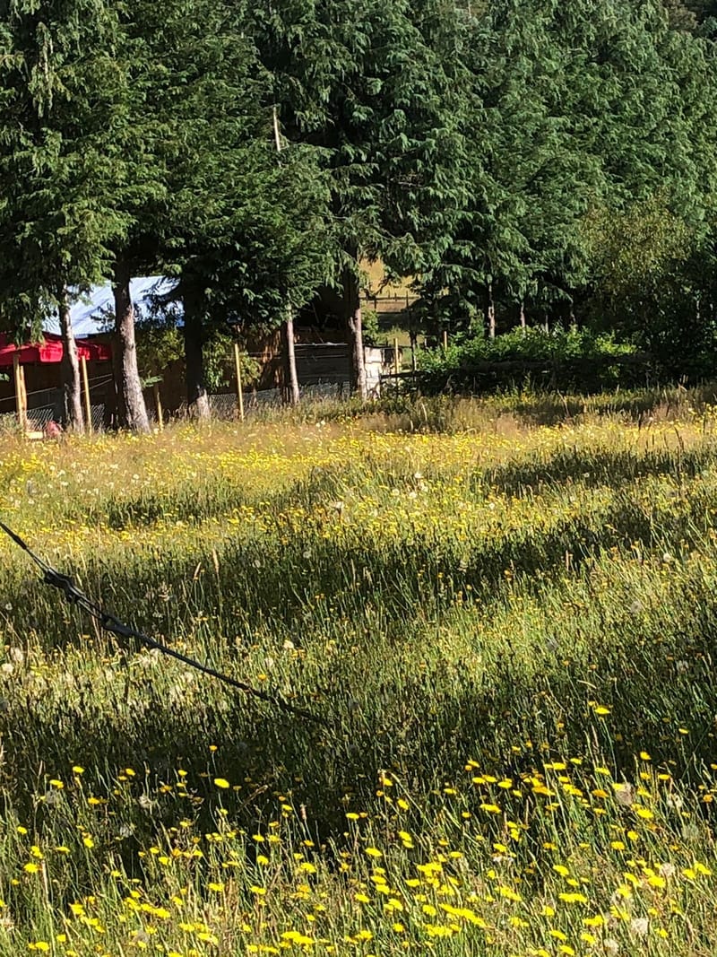 CAMPO $160.000.000.- VILLARRICA