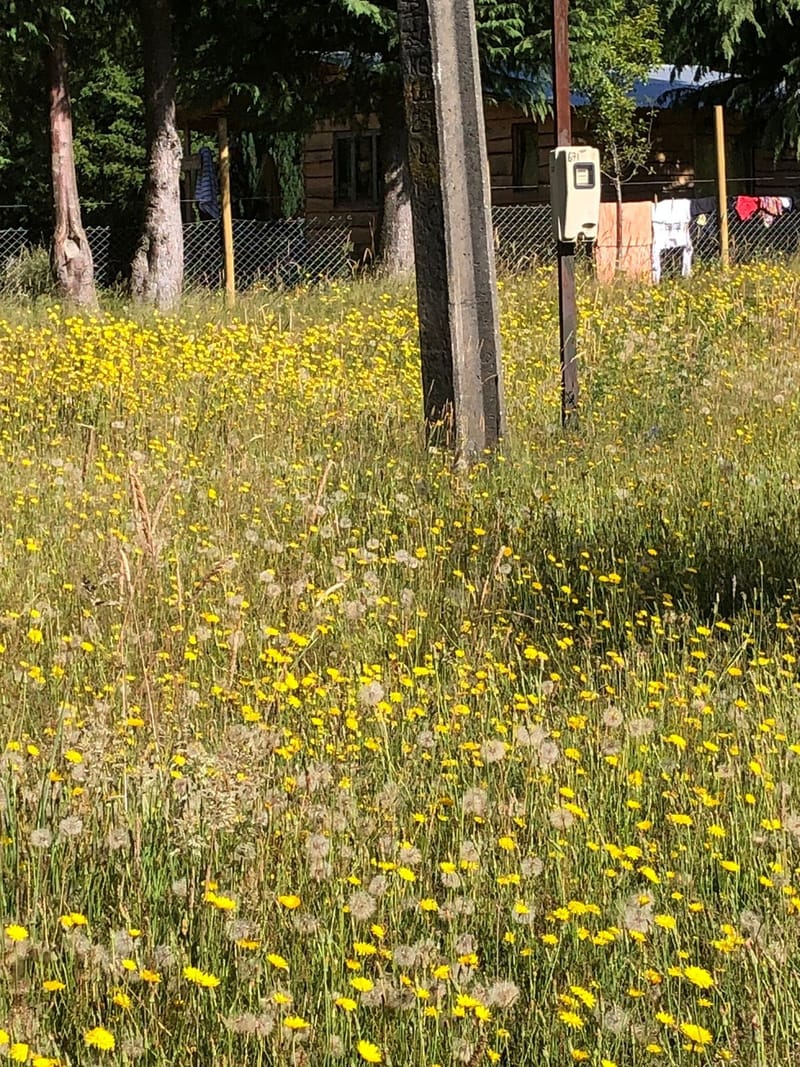 CAMPO $160.000.000.- VILLARRICA