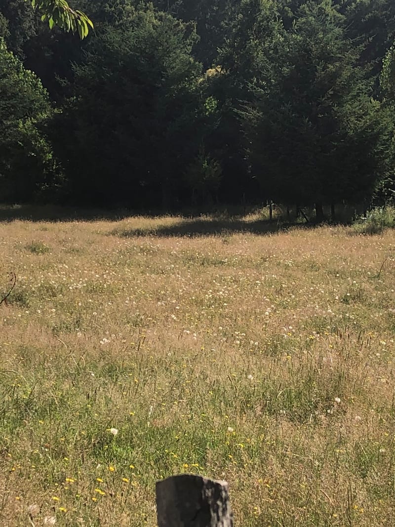 CAMPO $160.000.000.- VILLARRICA