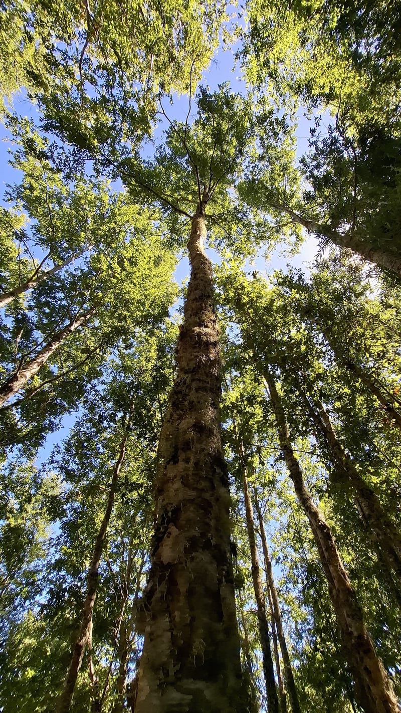 PARCELAS DESDE $40.000.000.- TEMUCO