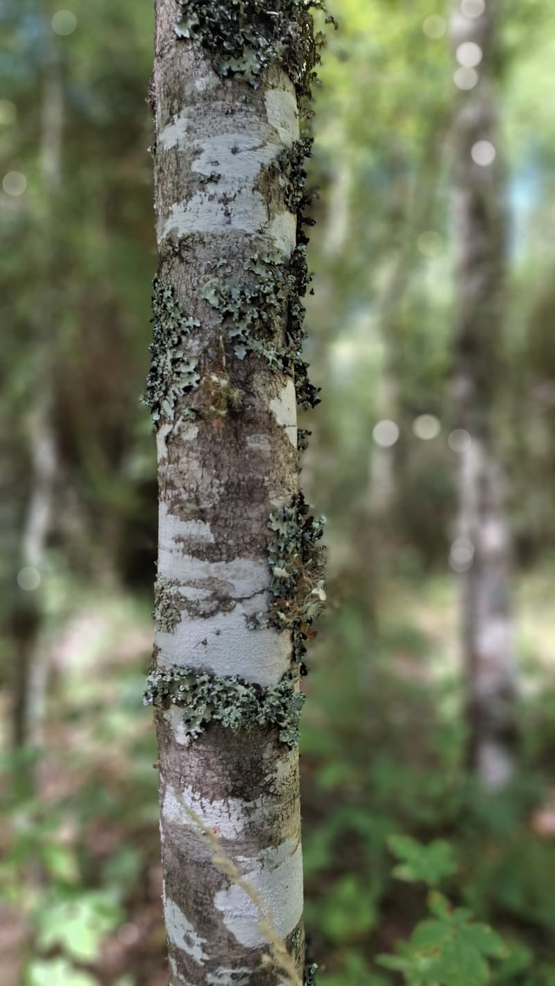 PARCELAS DESDE $40.000.000.- TEMUCO