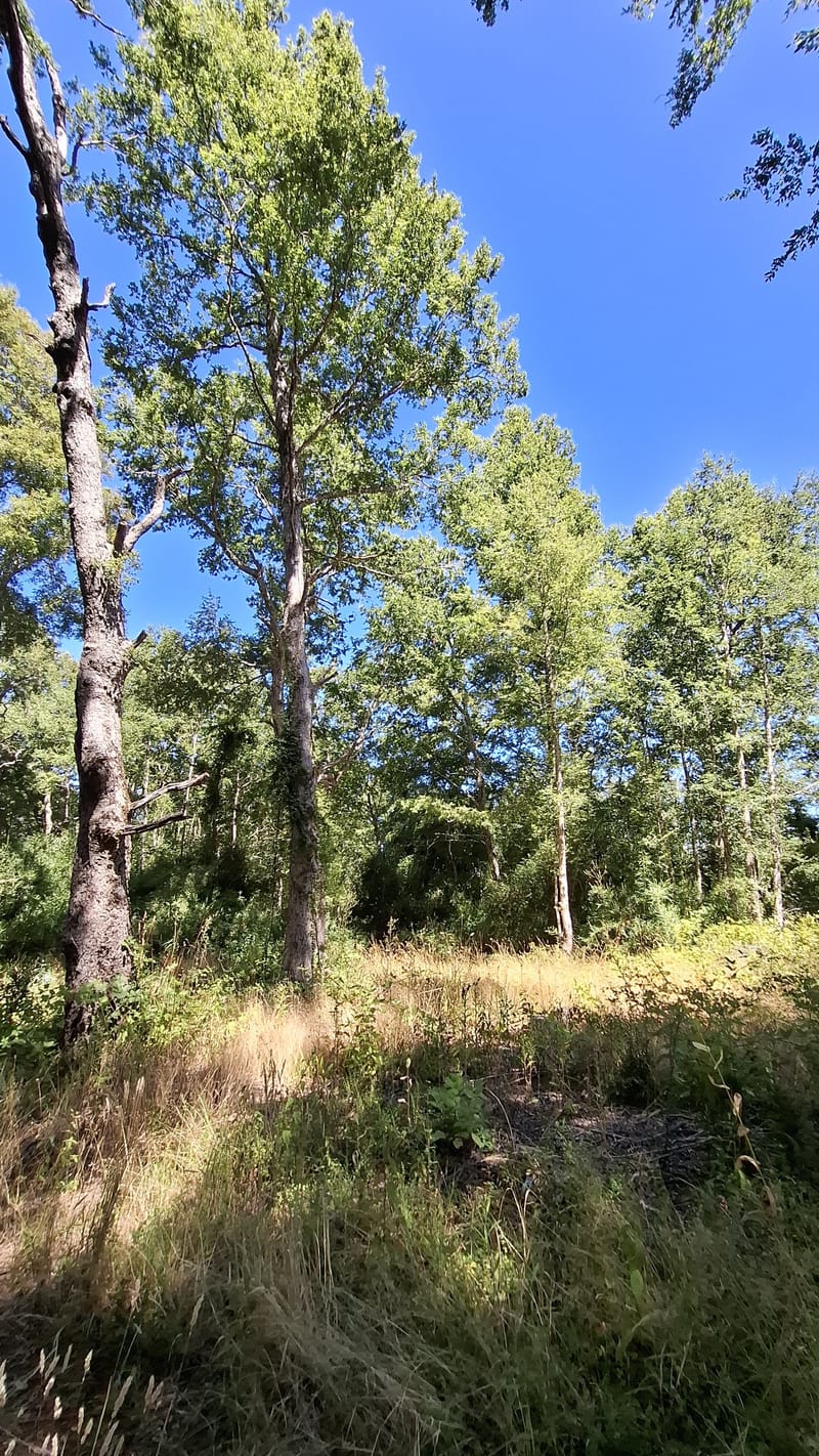 PARCELAS DESDE $40.000.000.- TEMUCO