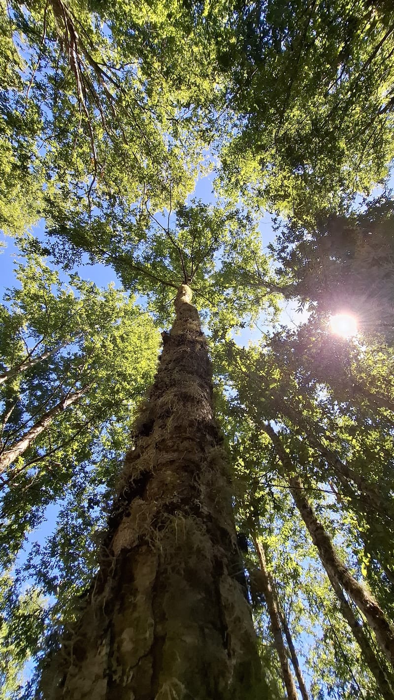 PARCELAS DESDE $40.000.000.- TEMUCO