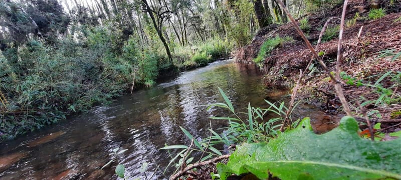 PARCELA $110.000.000.- CURACAUTÍN