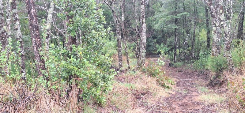 PARCELA $110.000.000.- CURACAUTÍN