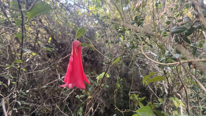 PARCELA $45.000.000.- PUCÓN