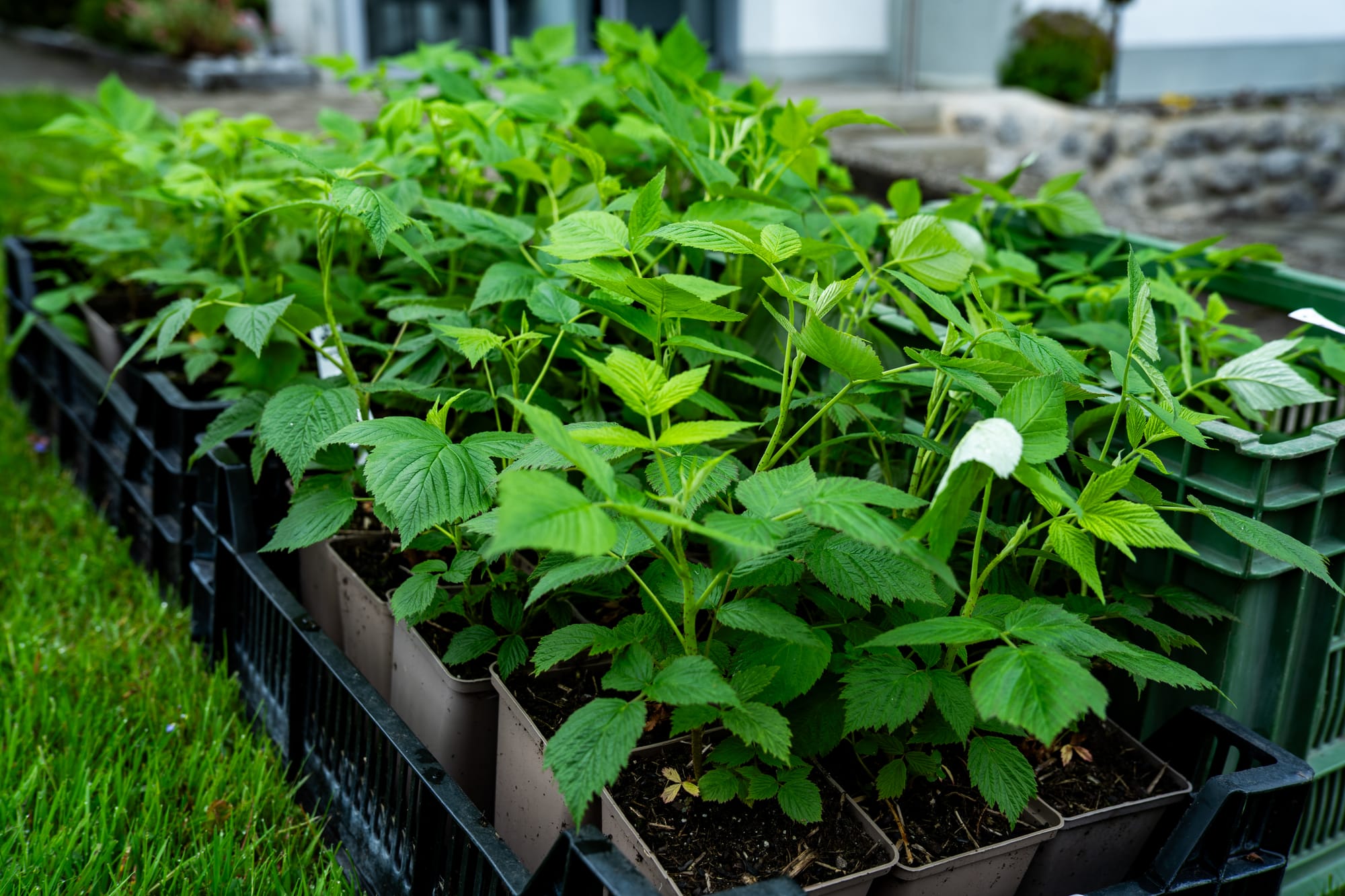 Reutiger Frischgemüse