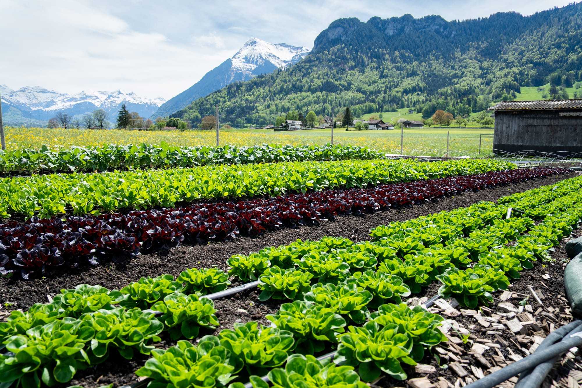 Reutiger Frischgemüse