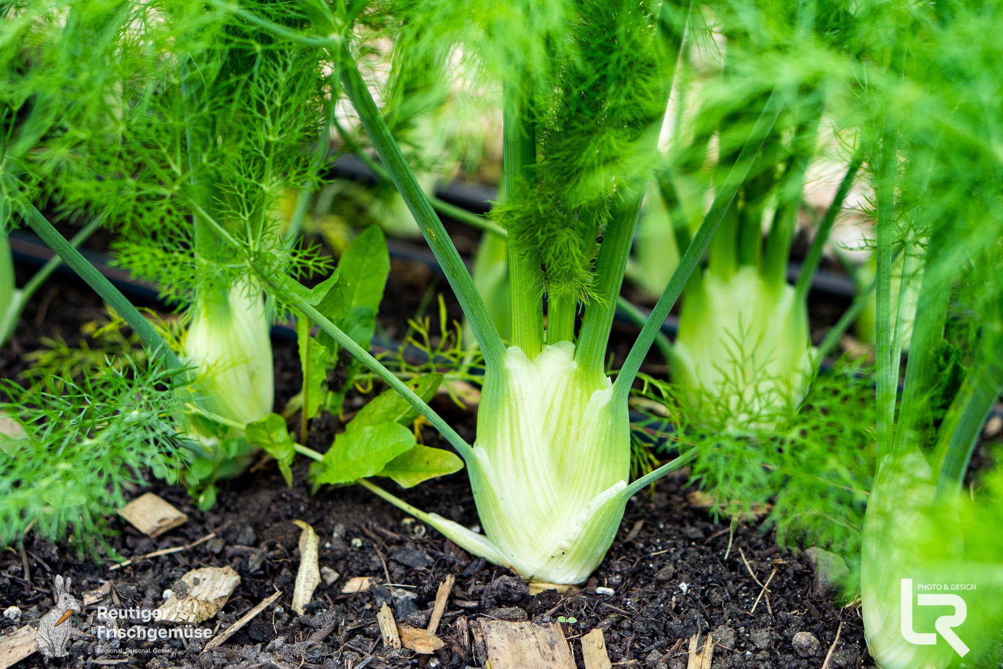 Reutiger Frischgemüse