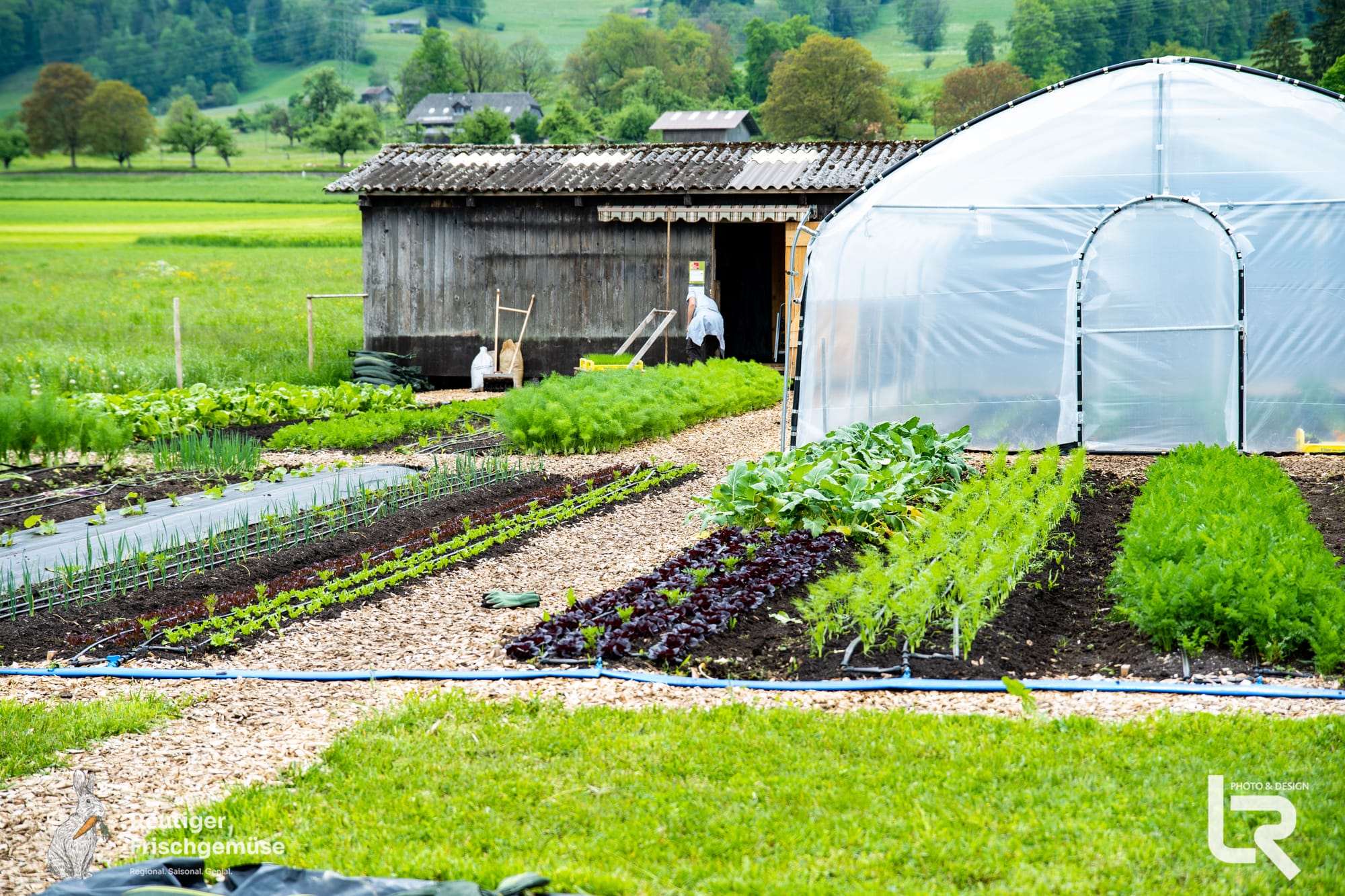 Reutiger Frischgemüse
