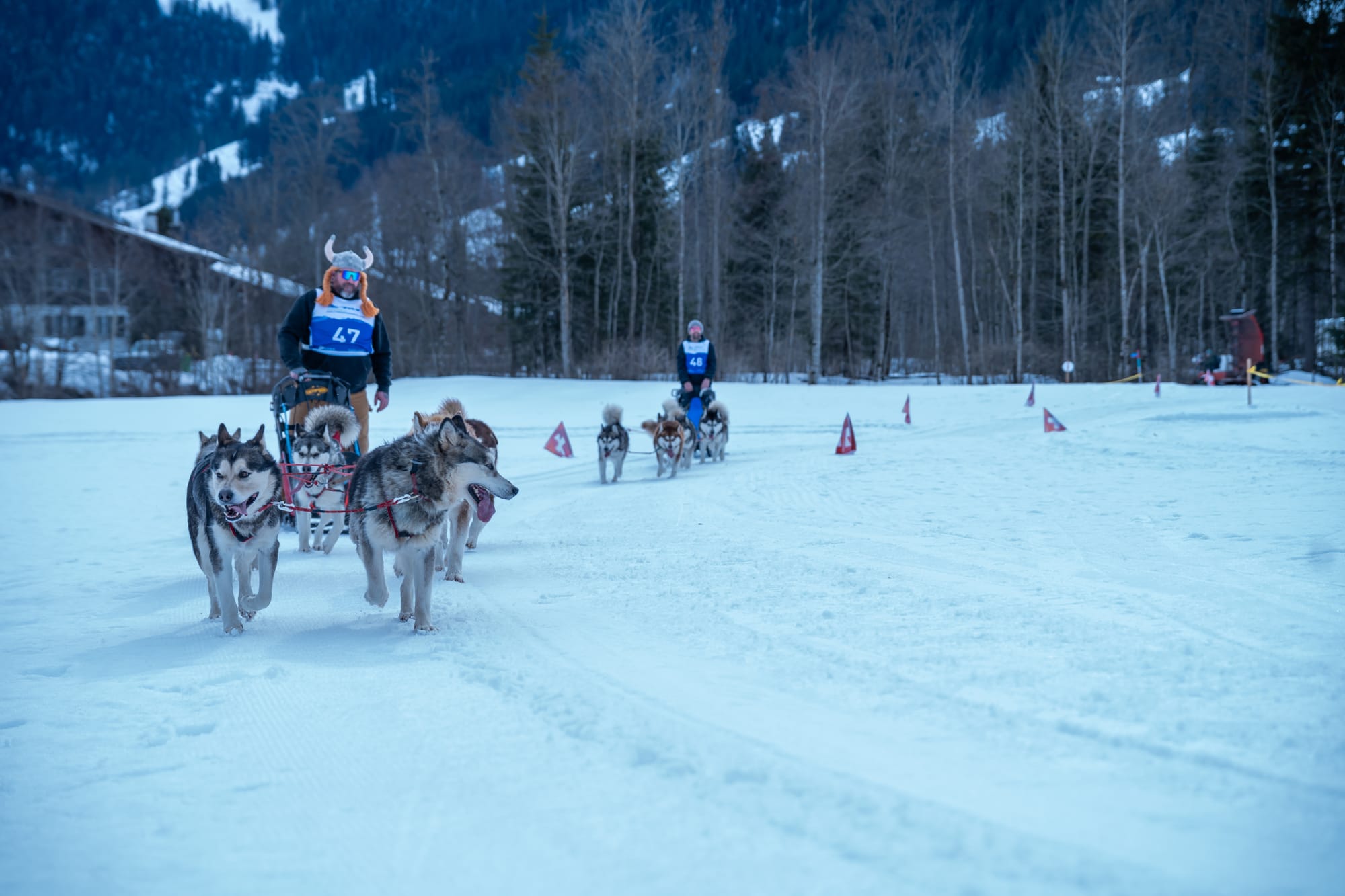 Schlittenhunderennen