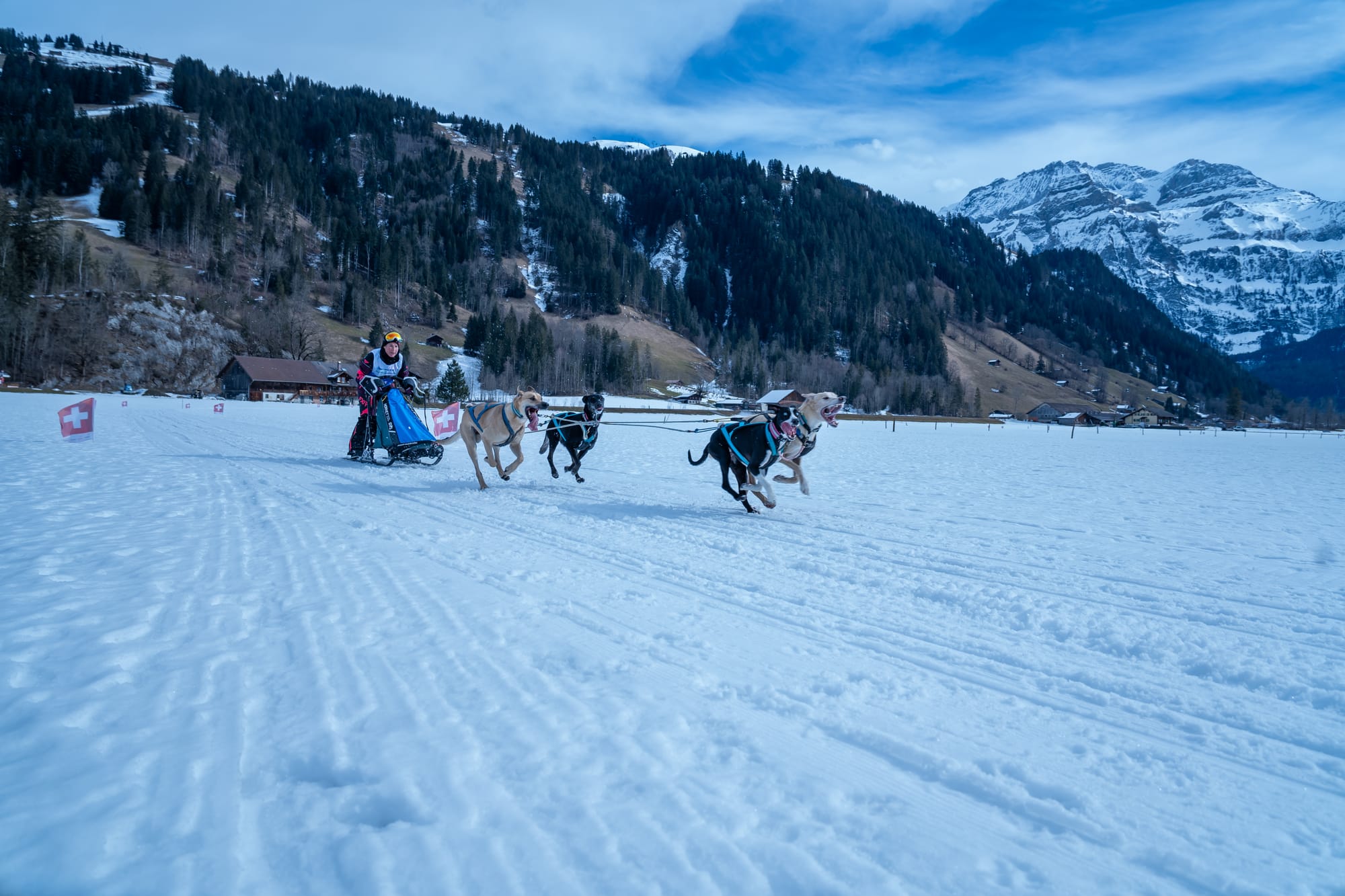 Schlittenhunderennen