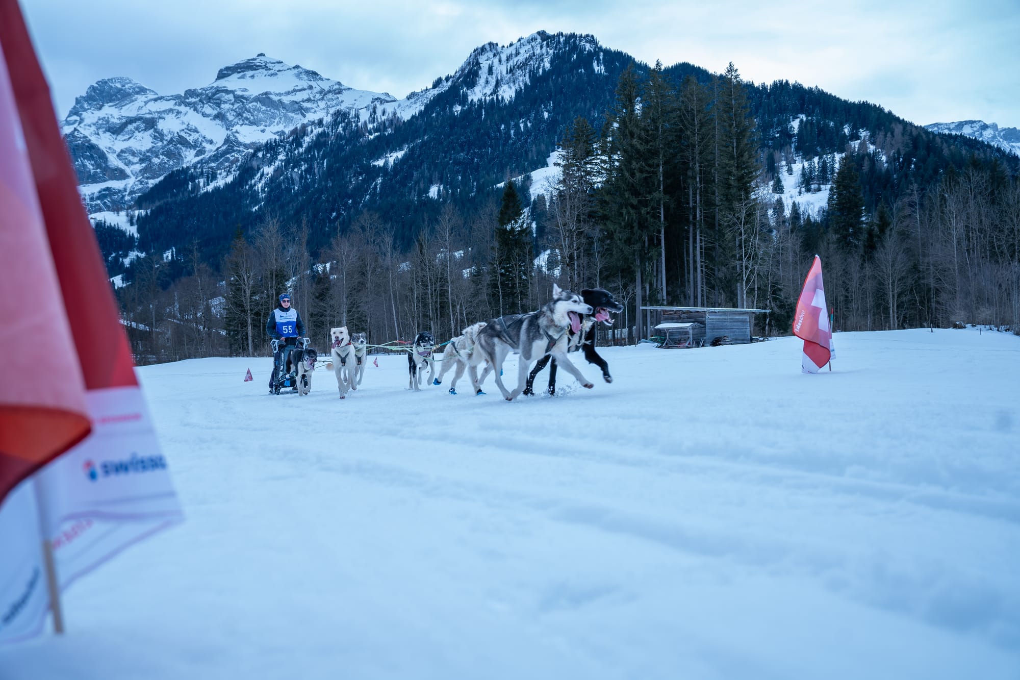 Schlittenhunderennen