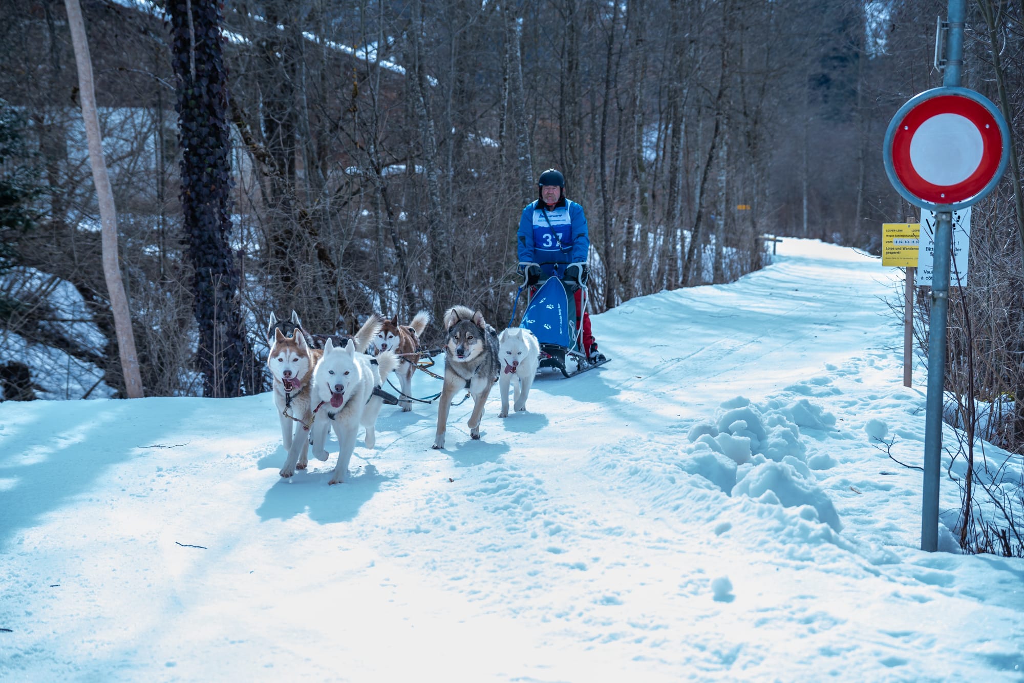 Schlittenhunderennen