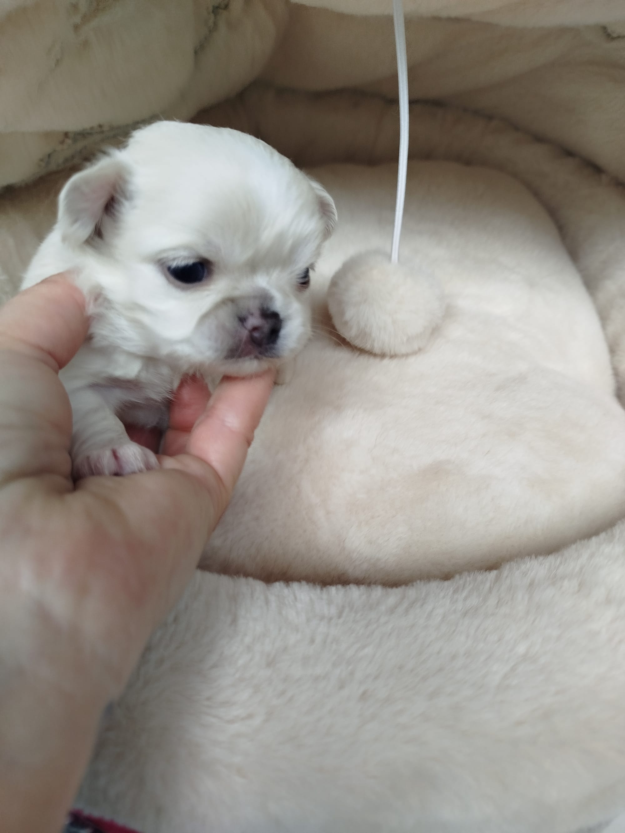 Cucciola 💘pelo lungo