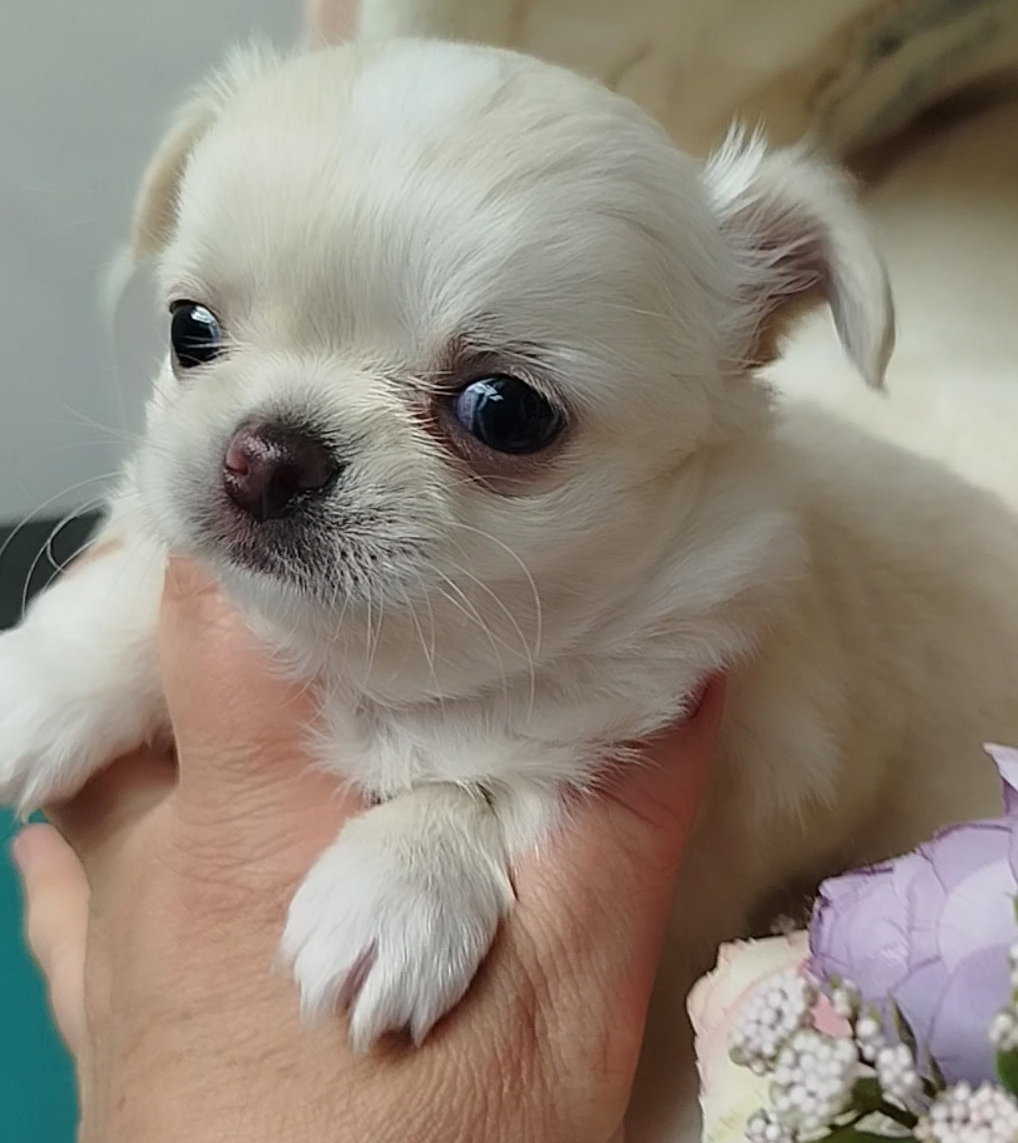 Femmina crema e bianca