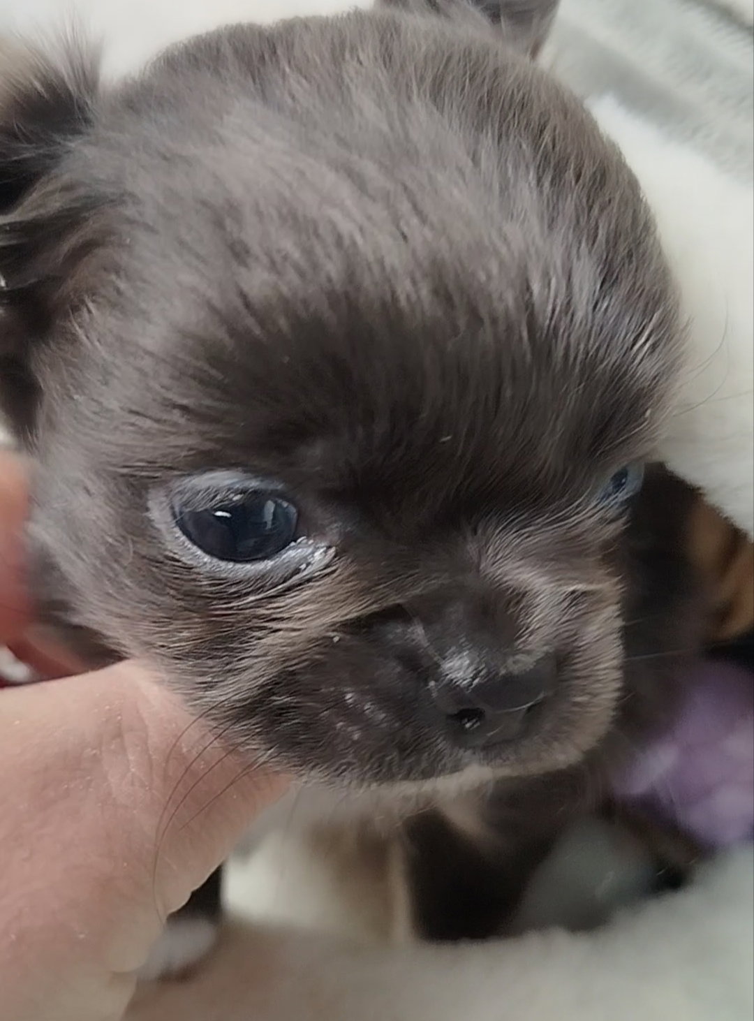 Femmina blu pelo lungo