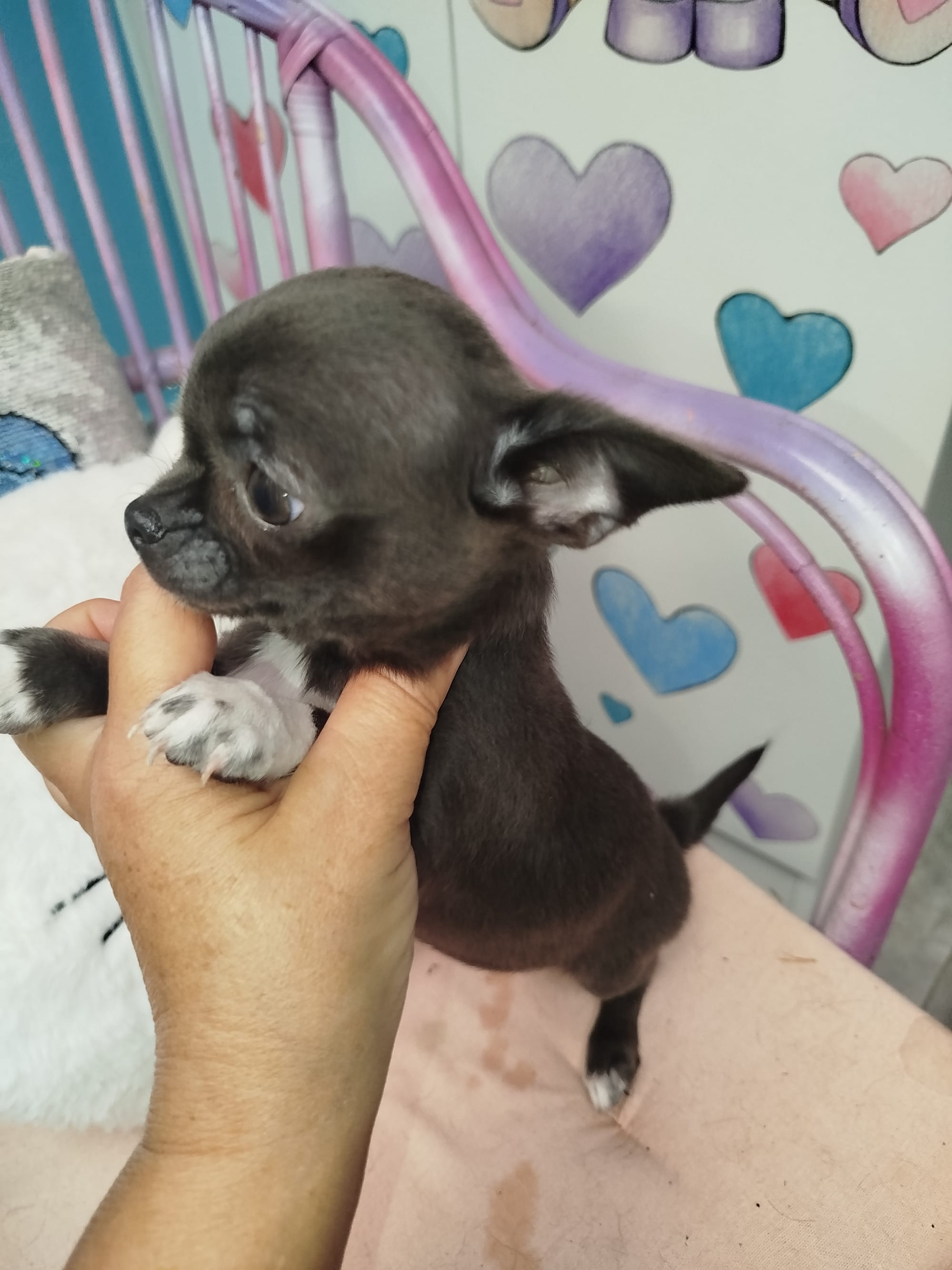 Femminuccia chihuahua