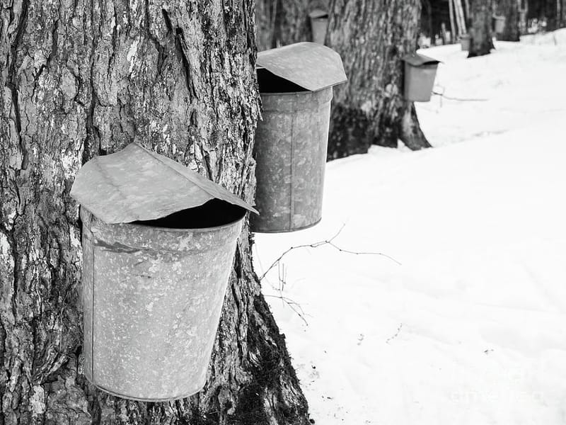 Cabin Fever Series: From Sap to Syrup