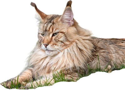 Maine Coons vom Moorgarten