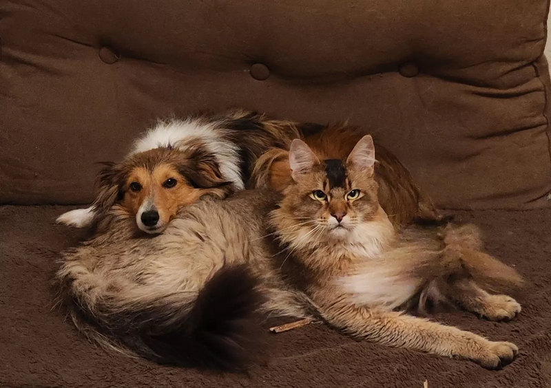 Amadeus  *zu verkaufen* kastriert