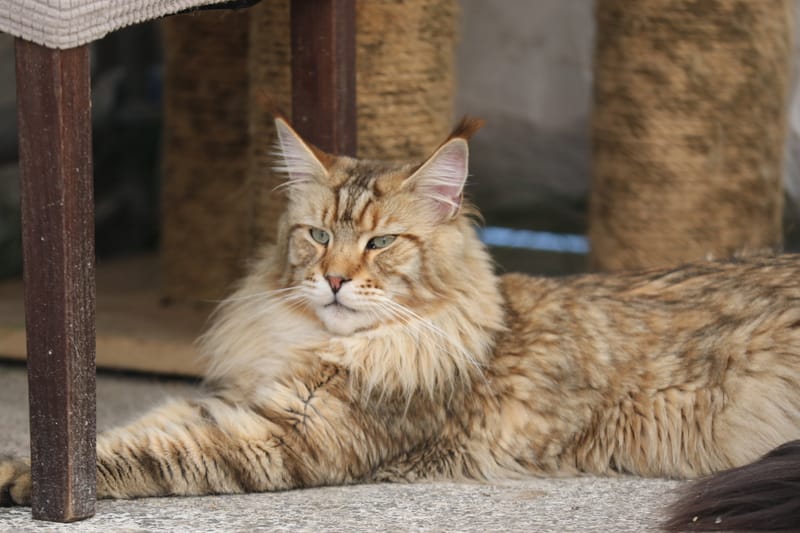 Keeper von Ivy's Diamonds