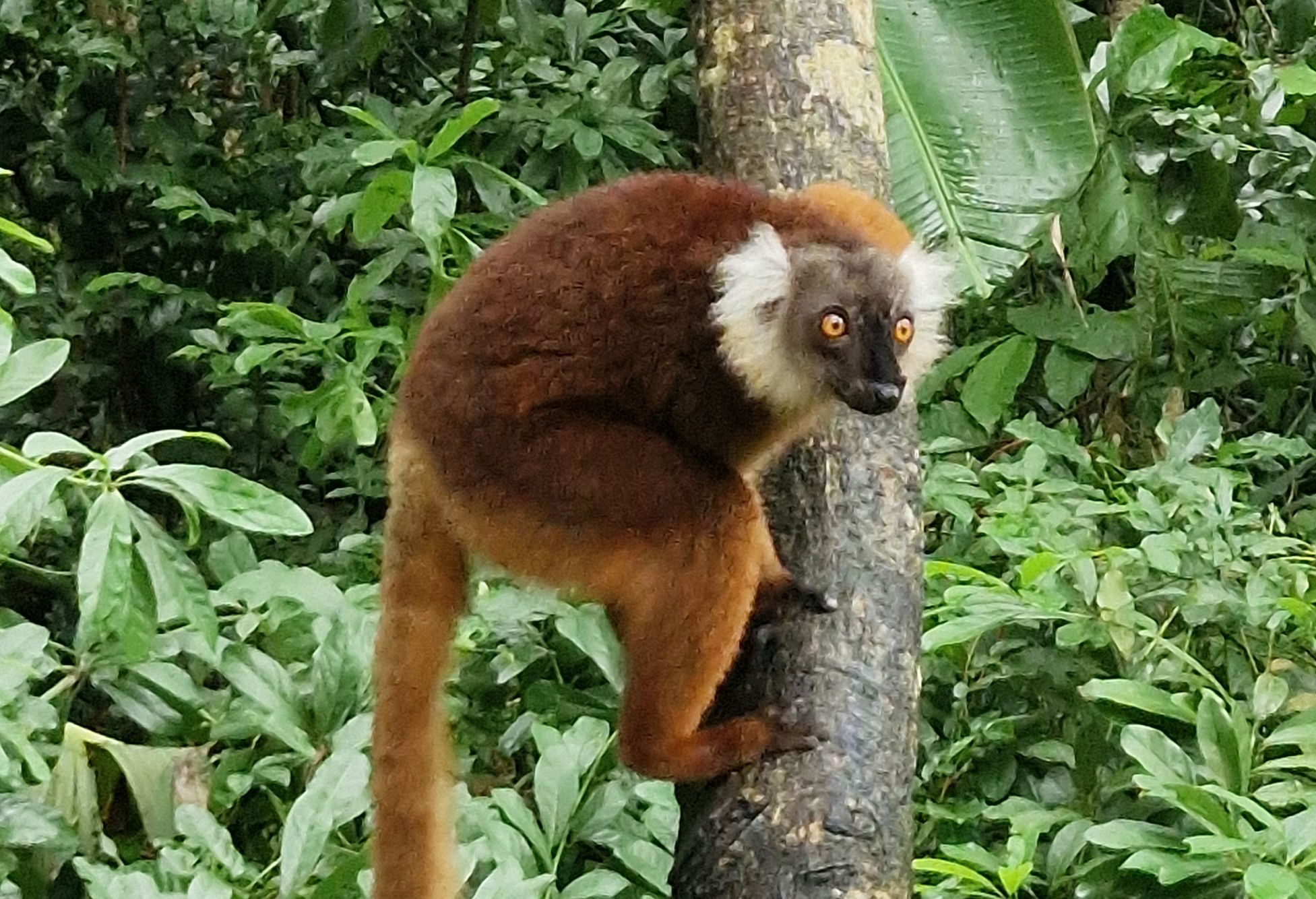 Nosy Komba und Nosy Tanikely