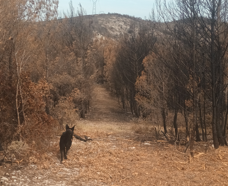 Feu 17 juillet 2025 Trou du Loup à Martigues