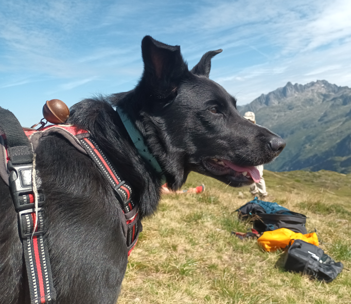Randonner avec son chien