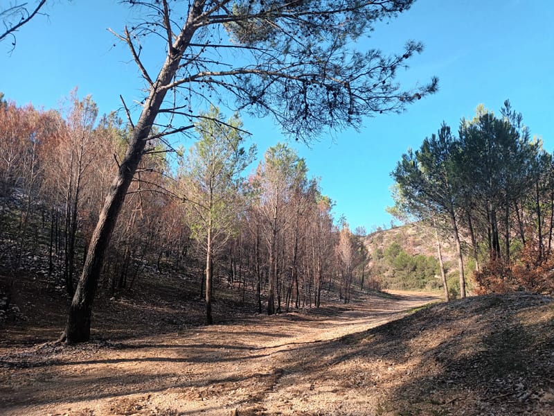Feu 17 juillet 2025 Trou du Loup à Martigues