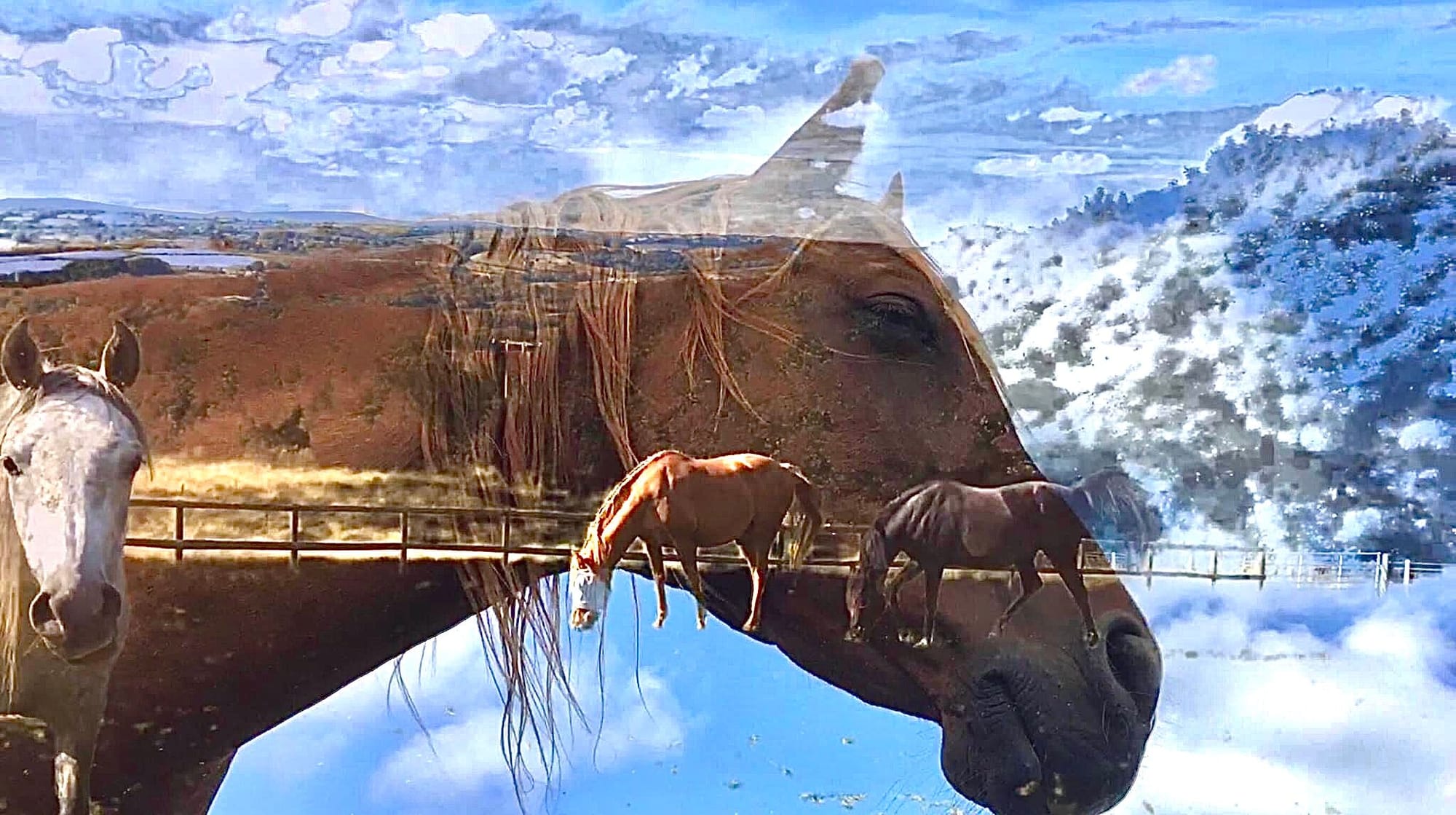 About Animal Communication