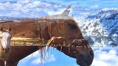 About Animal Communication