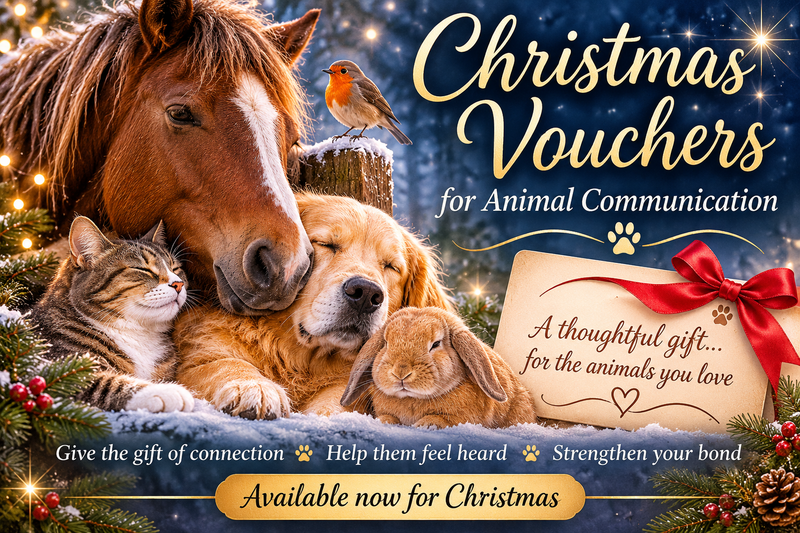 Animal Communication eVoucher