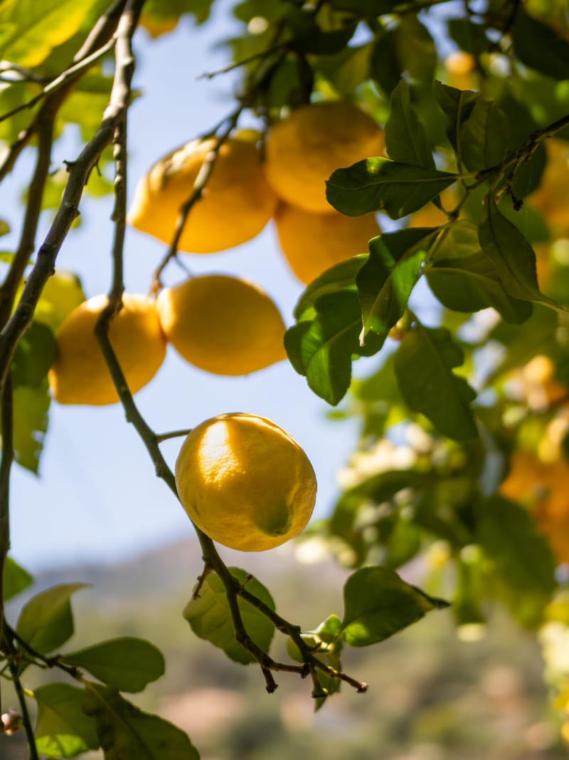 Citron