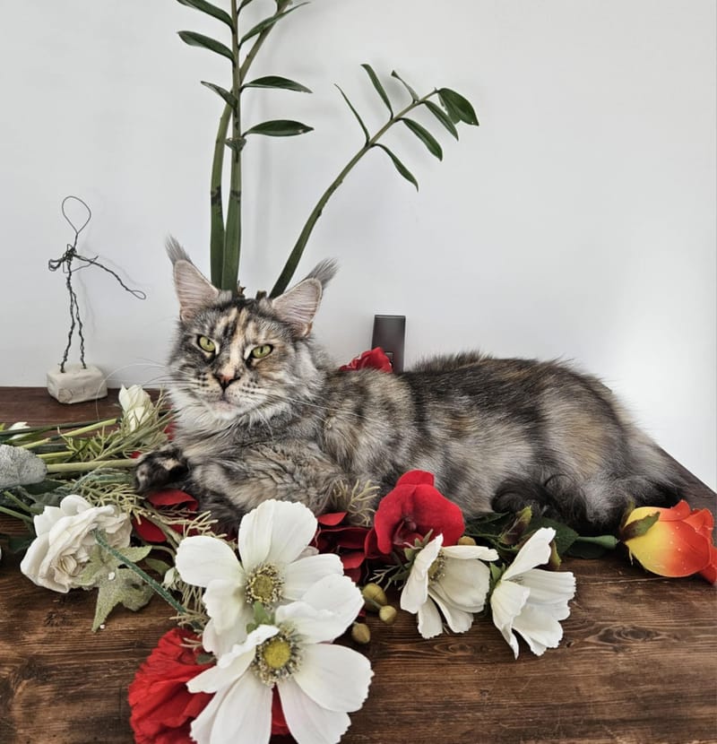 SHALIMAR DE L'EMPIRE DU GEANT