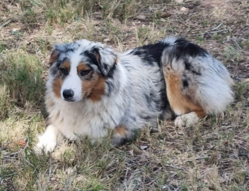 SANSA DE BERGERS DE L'AUSTRALAND