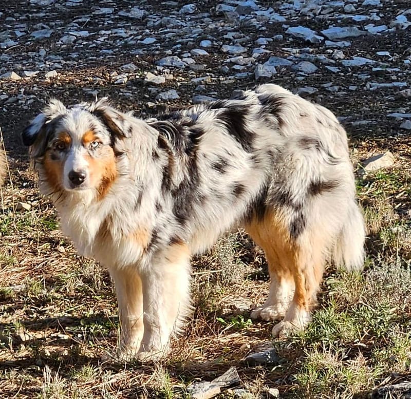 THELMA DES BERGERS DE L'AUSTRALAND