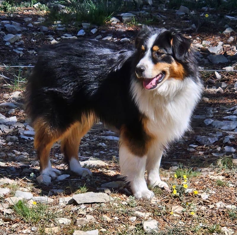 VIVALDI FOUR SEASONS DES PERLES DU LUBERON