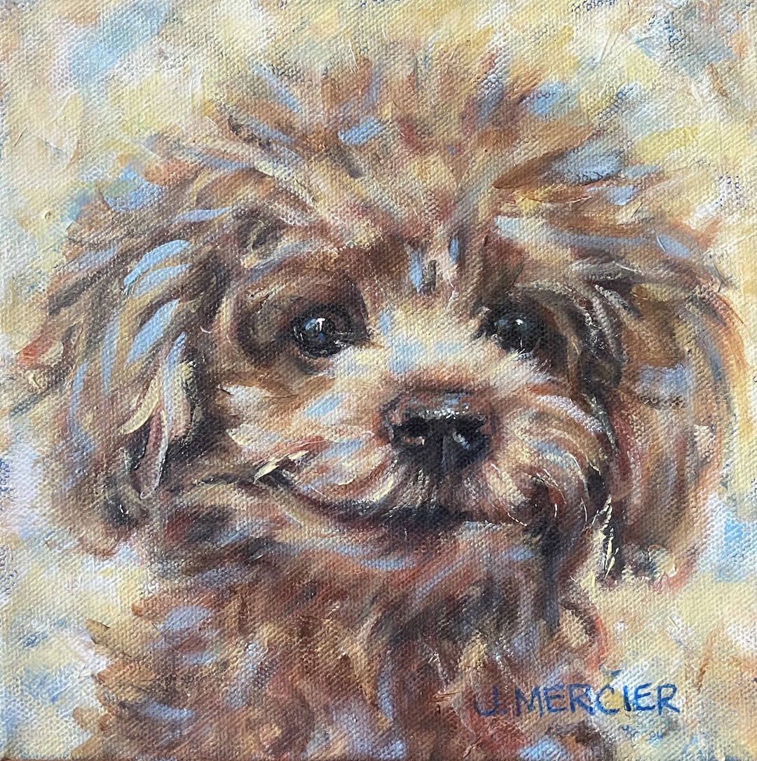 Mocha - Poodle