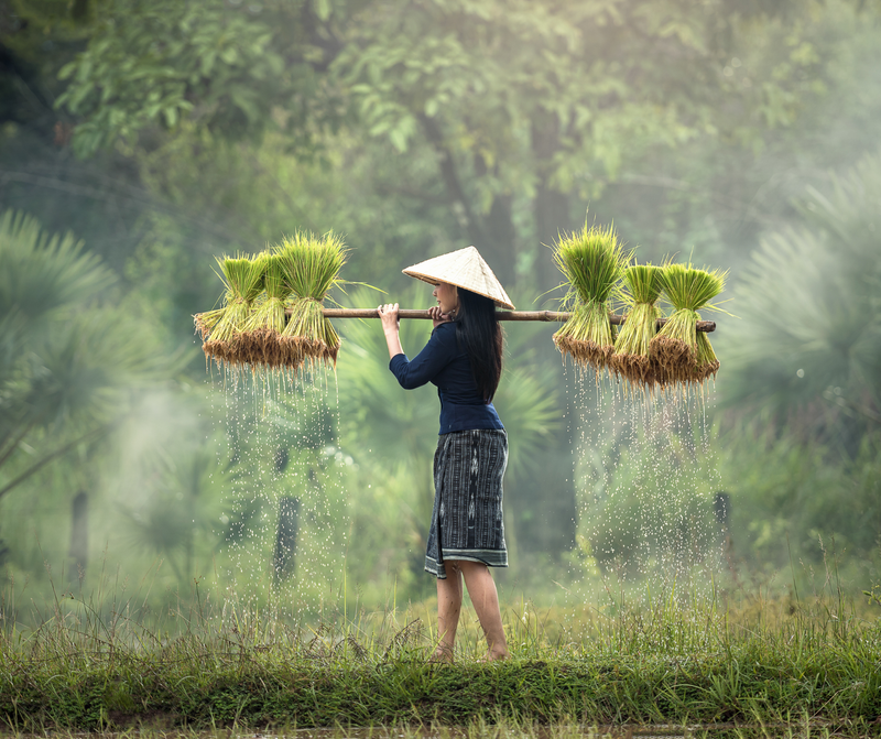 ВЕСЬ ВЬЕТНАМ (M)