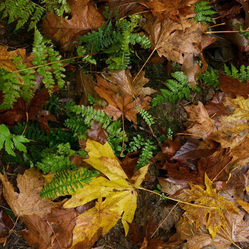 Верхняя Галилея. Нахаль Амуд. средний- 12 км