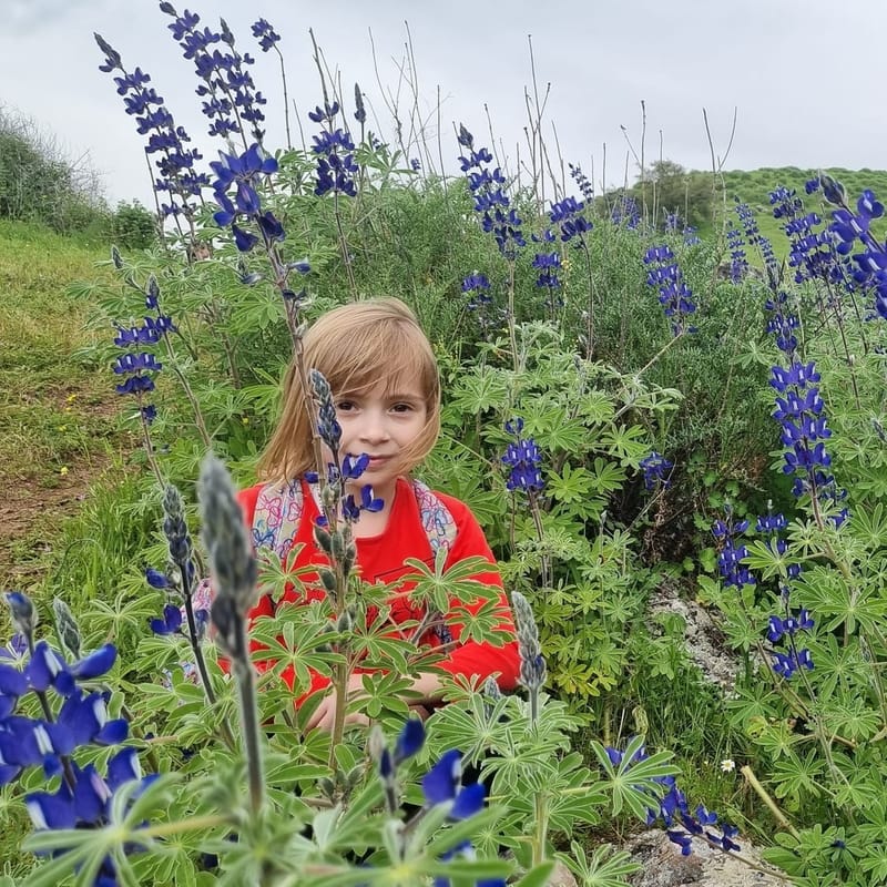 В поисках миллионов цветов на нахаль Тавор-10-12 км-цветущий.