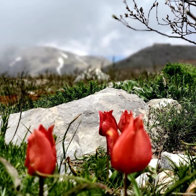 Голанские высоты - Гора Хермон- 10 км средний плюс.