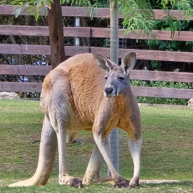 Гуляем с детьми. Австралийский парк Ган Гуру в Долине Родников- среда.