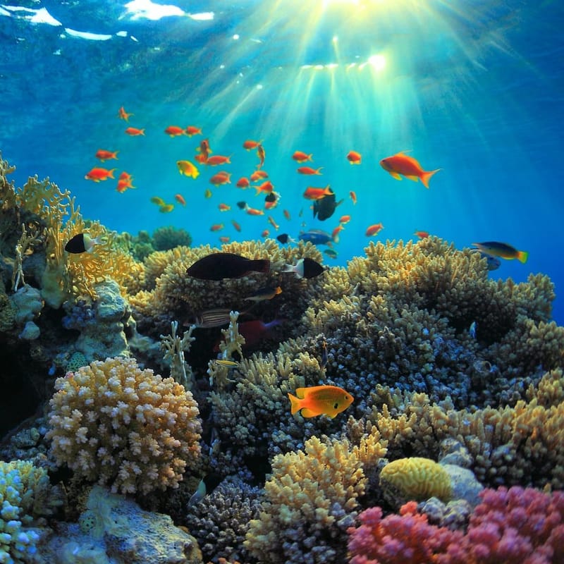 Красное Море: Звездные Ночи и Коралловые рифы- 3 дня