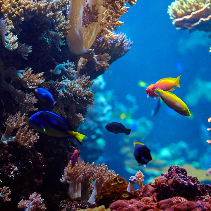 Каникулы в Эйлате.Красное Море: Звездные Ночи и Коралловые рифы- 3 дня