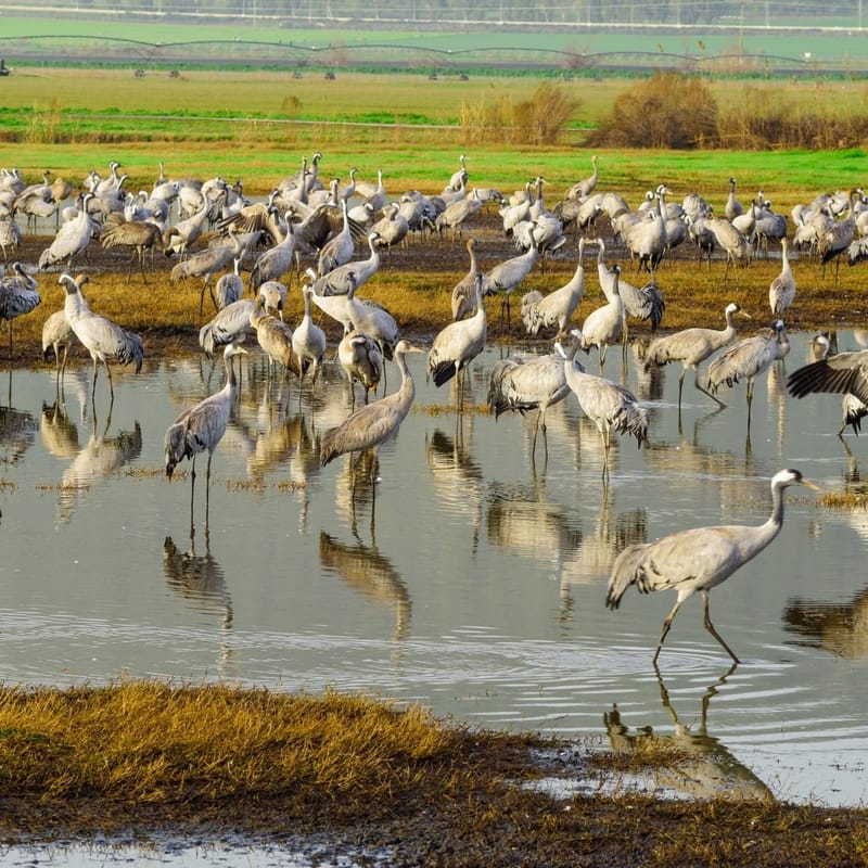 Голанские высоты. Долина Хула.Группа до 18 человек